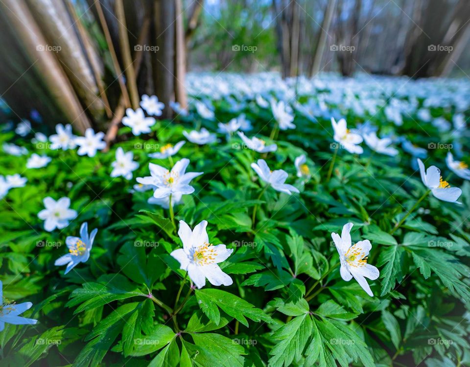 Flower carpet in the forest