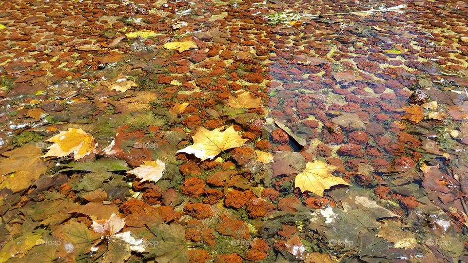 Colourful Autumn leaves in pond.