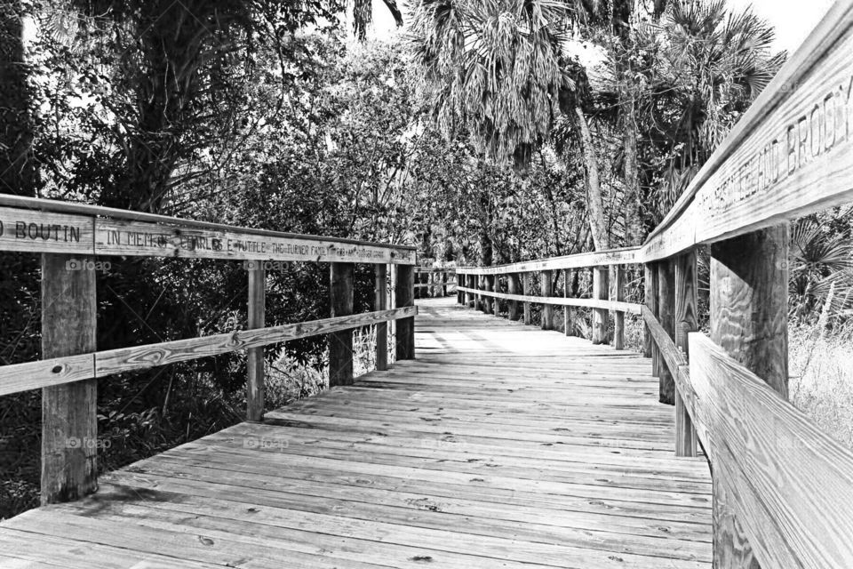 Boardwalk into the woods. Boardwalk into the woods in black and white.