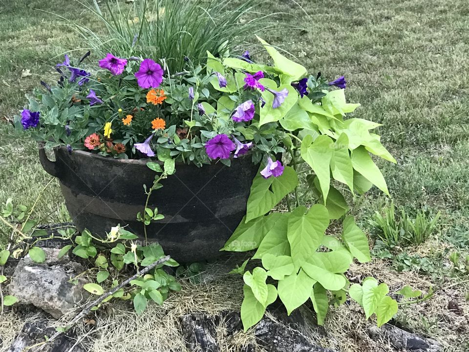 An old black kettle sitting on a stump filled with beautiful flowers.