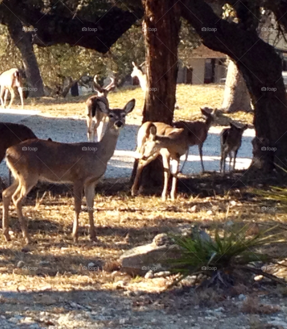 canyon lake texas fawn texas doe by justtinkerbell