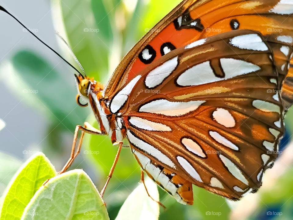 Close up that beautifully displays the color and pattern of the underside of v the wings of the Gulf Fritillary Butterfly, while standing on green pineapple guava leaves on a bright sunny day. Scientific name: Agraulis vanillae