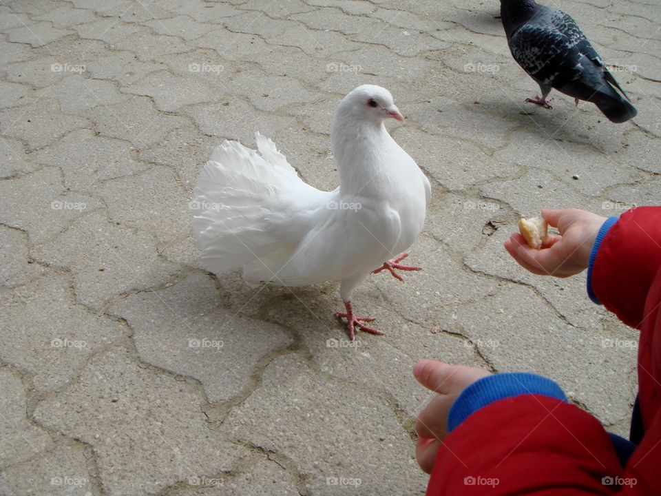 feeding a pigeon