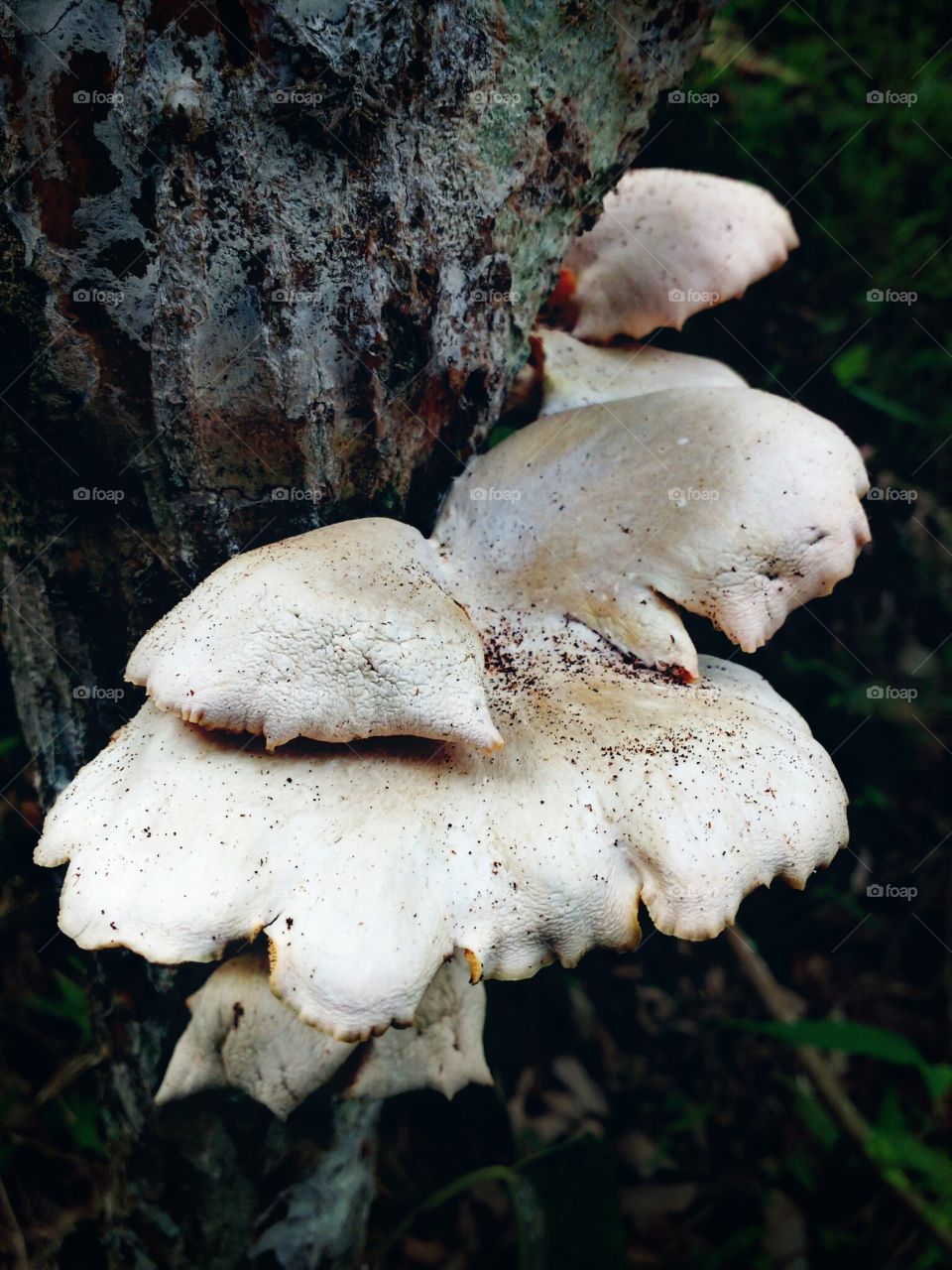 fungus