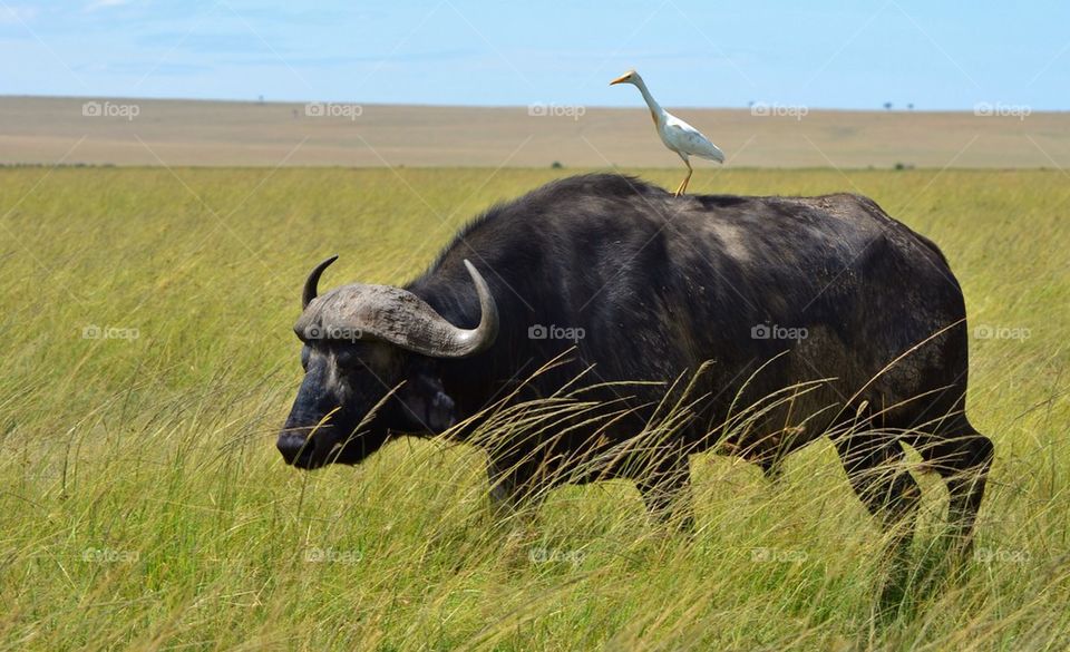 Egret Riding a Cape Buffalo