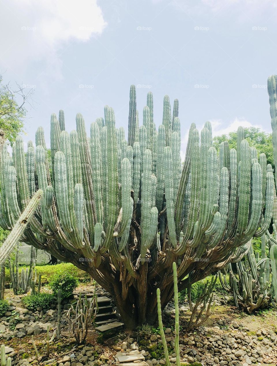 Life is like a cactus..thorny but beautiful! Make it large just like the cactuses of Cactus Garden, Sailana, India. 