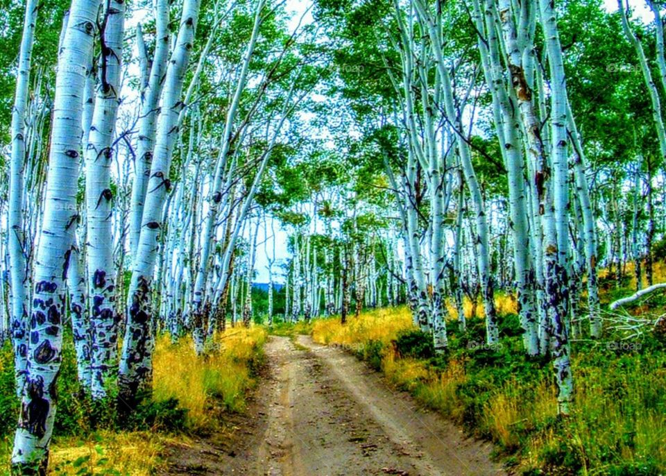 beautiful aspens
