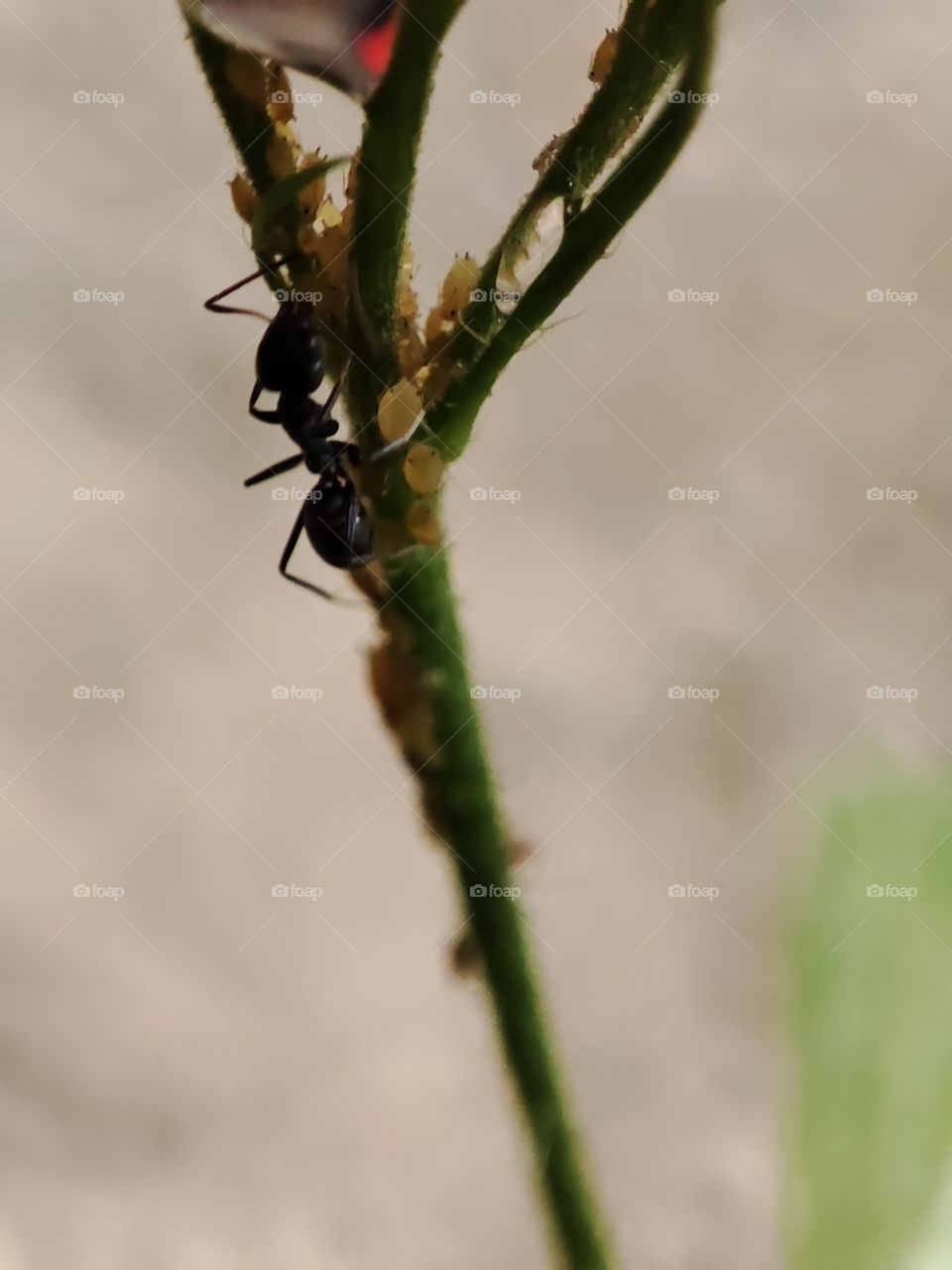 ant