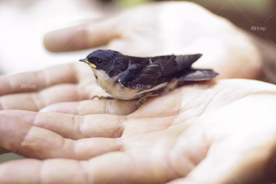 Bird 