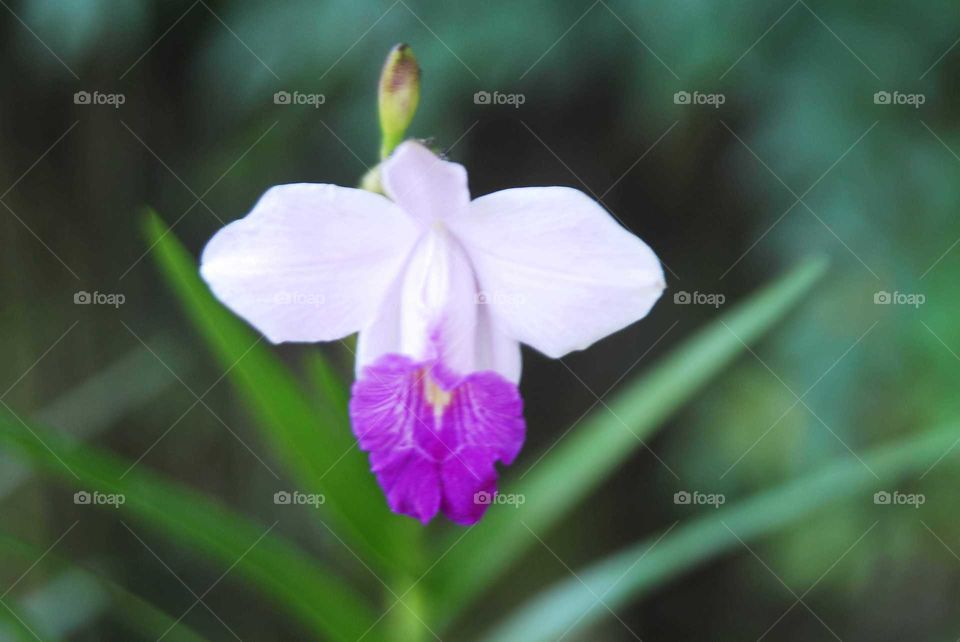 a lovely white and purple flower in the garden