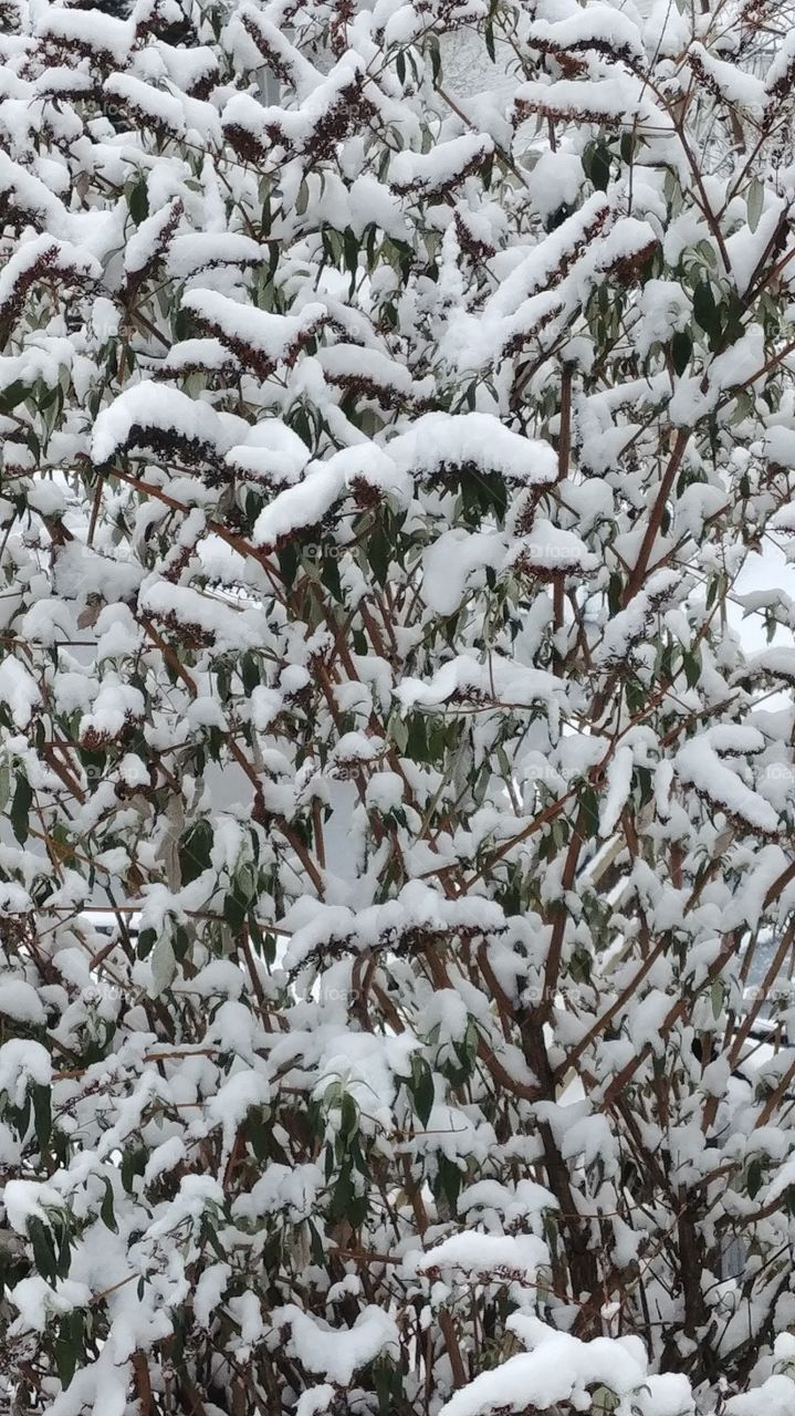 snow on butterfly bush