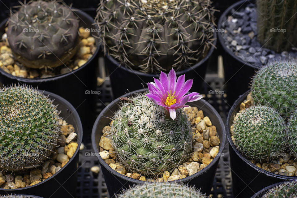 Pink flowers of castas That is blossoming in pots.