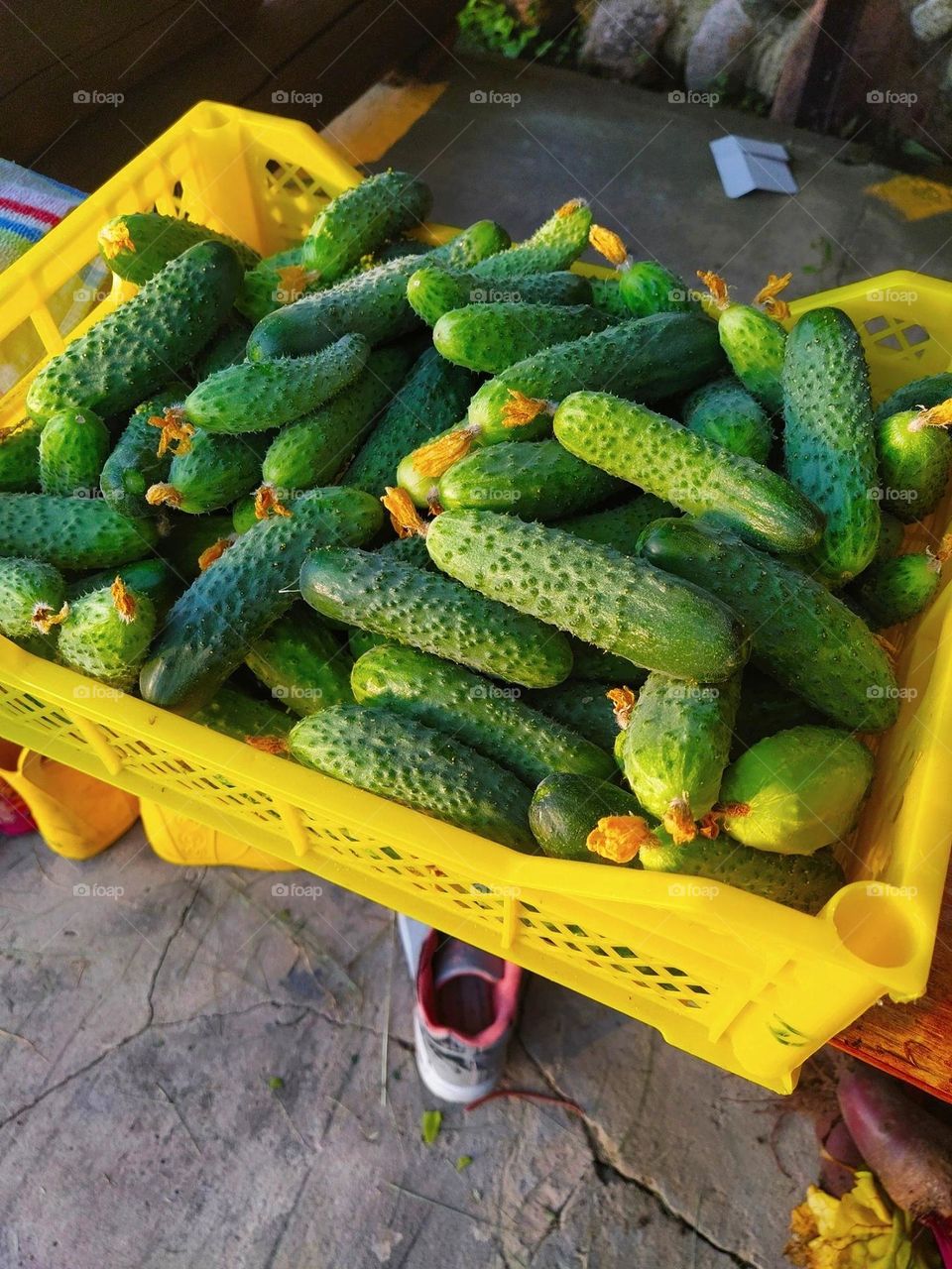 homemade cucumbers harvest go green