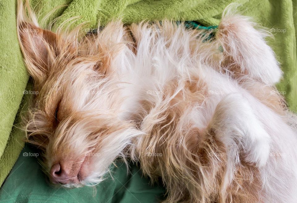 A beige dog lies upside down and floppy pawed on green blankets