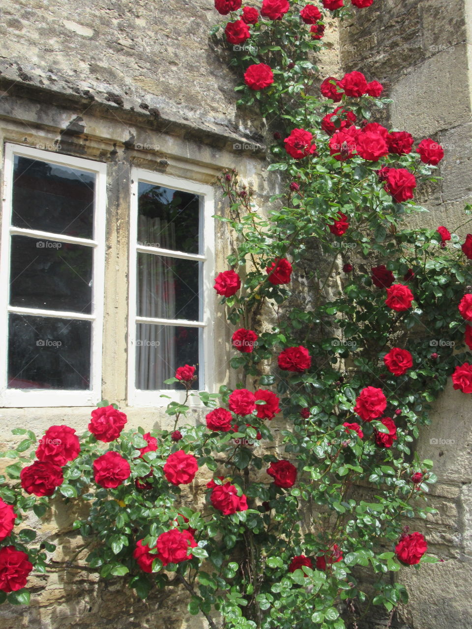 Beautiful rambling red rose