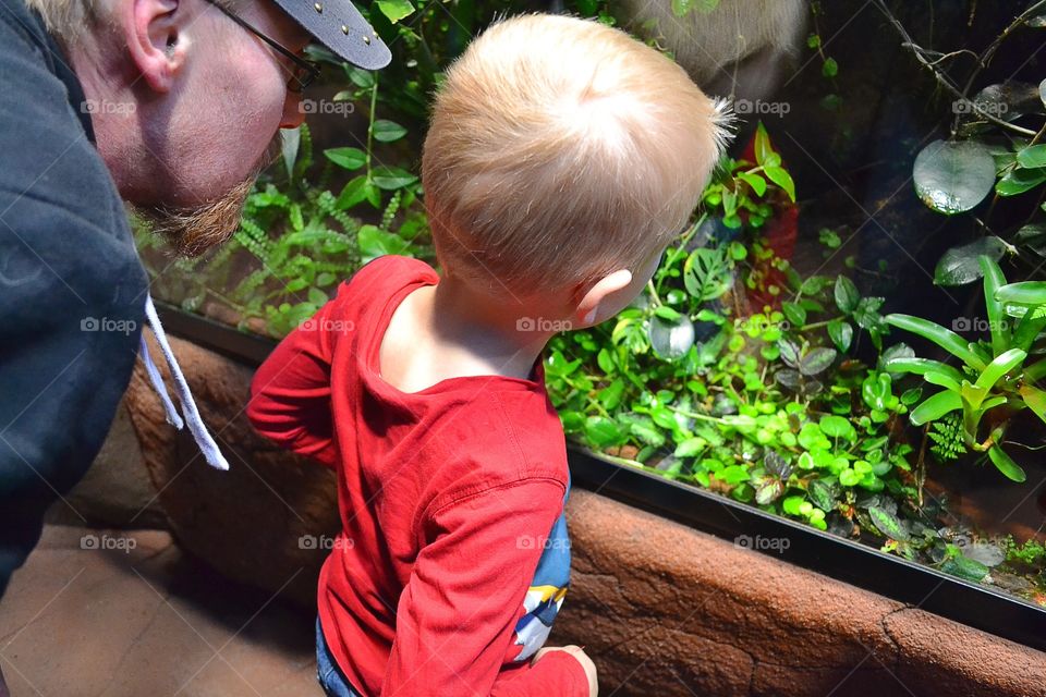 Father and son  looking on animals at the zoo