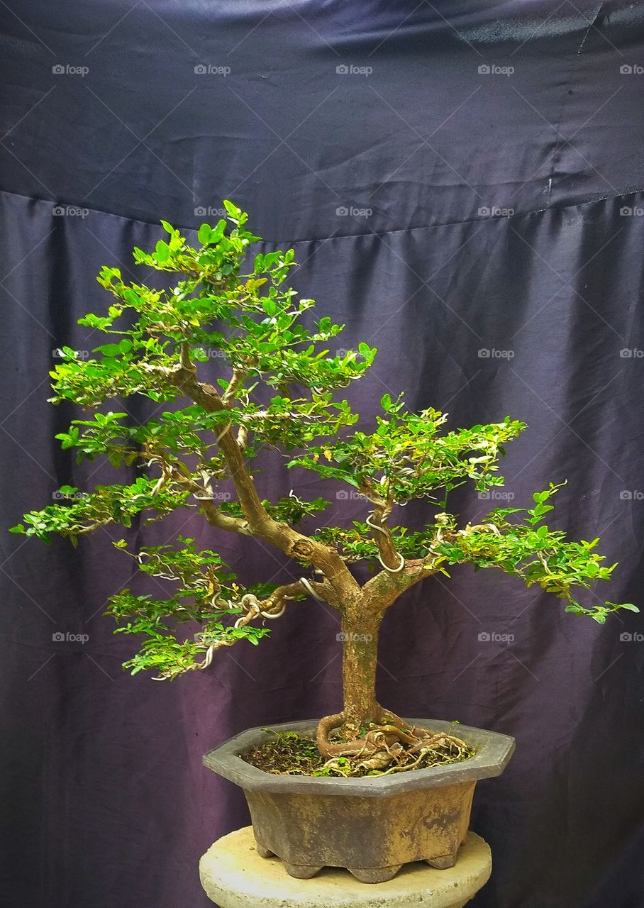 Beatiful and mature bonsai