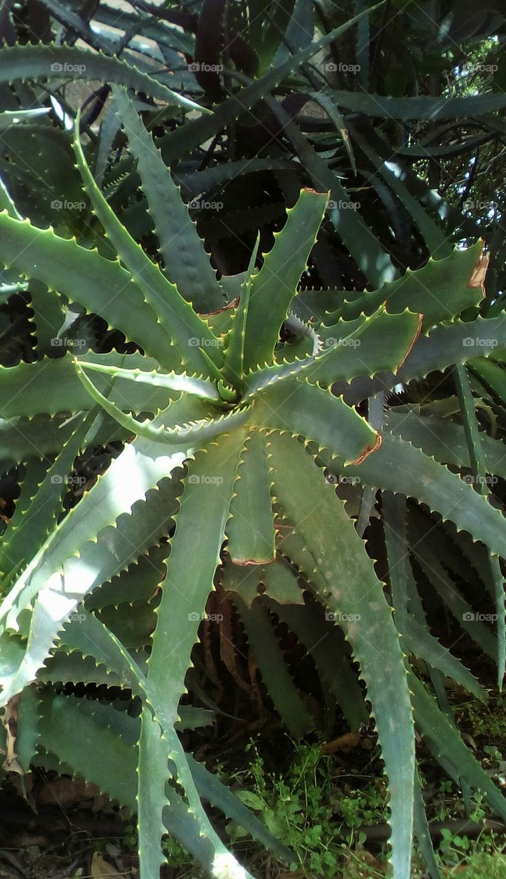 Tropical plant
