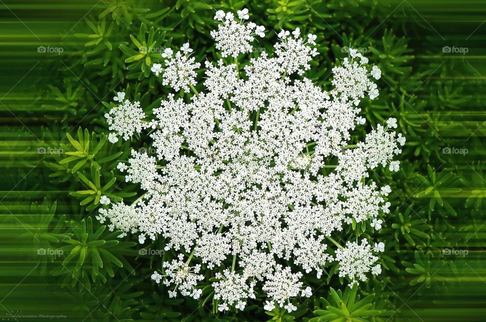 Lace Weed Plant