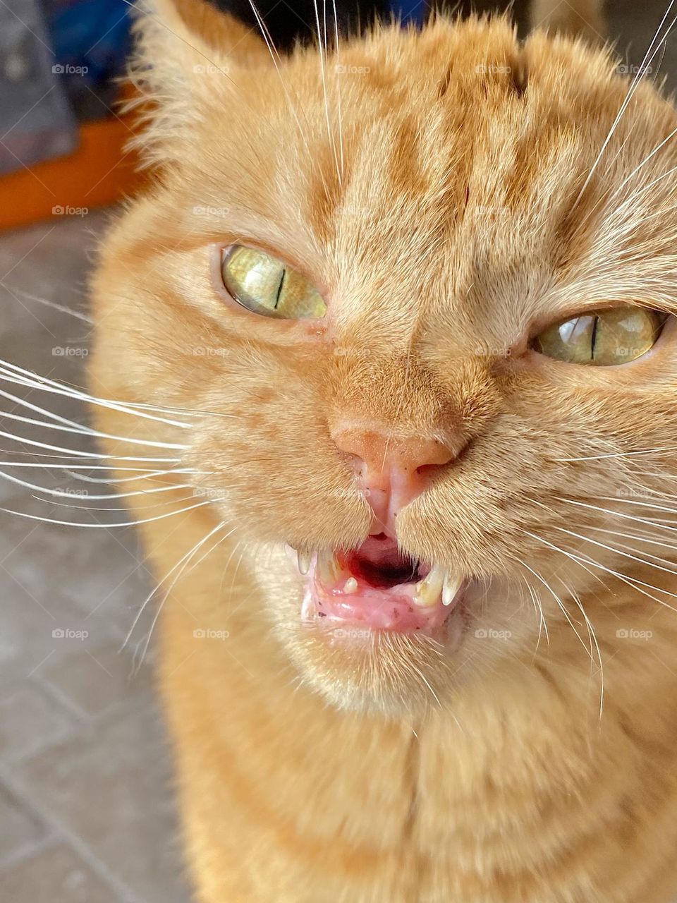 A cat making a funny face after eating a cat treat