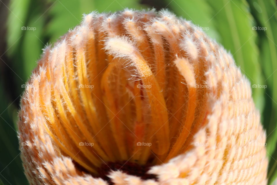 Banksia flower