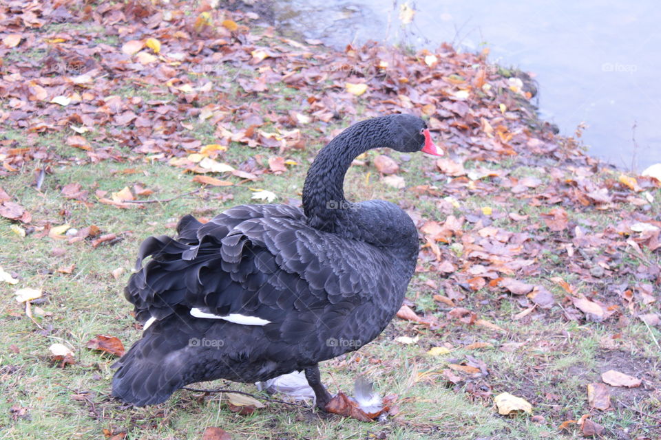 Black swan