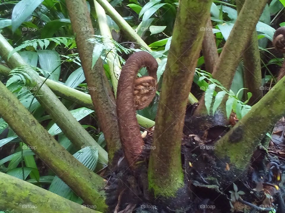 Botanical tropical plant with interesting growth style.