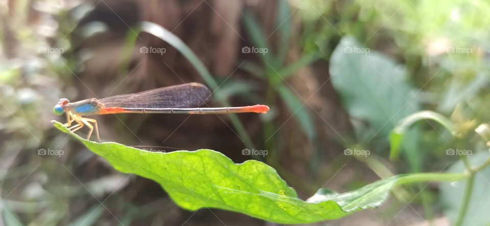 Foring-The dragon fly