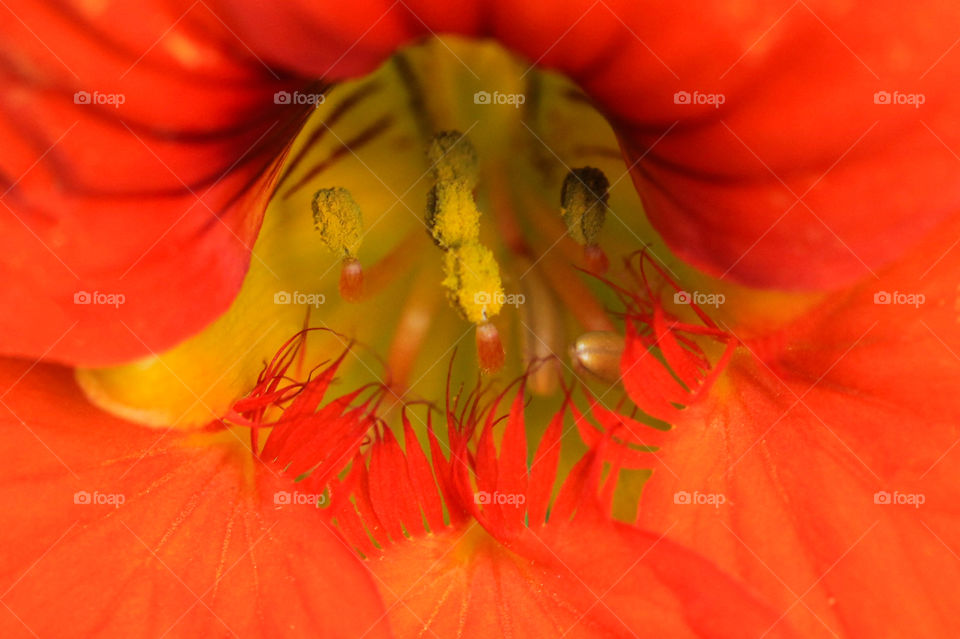 Macro shot of the yellow inside of a bright orange Nasturtium flower. 