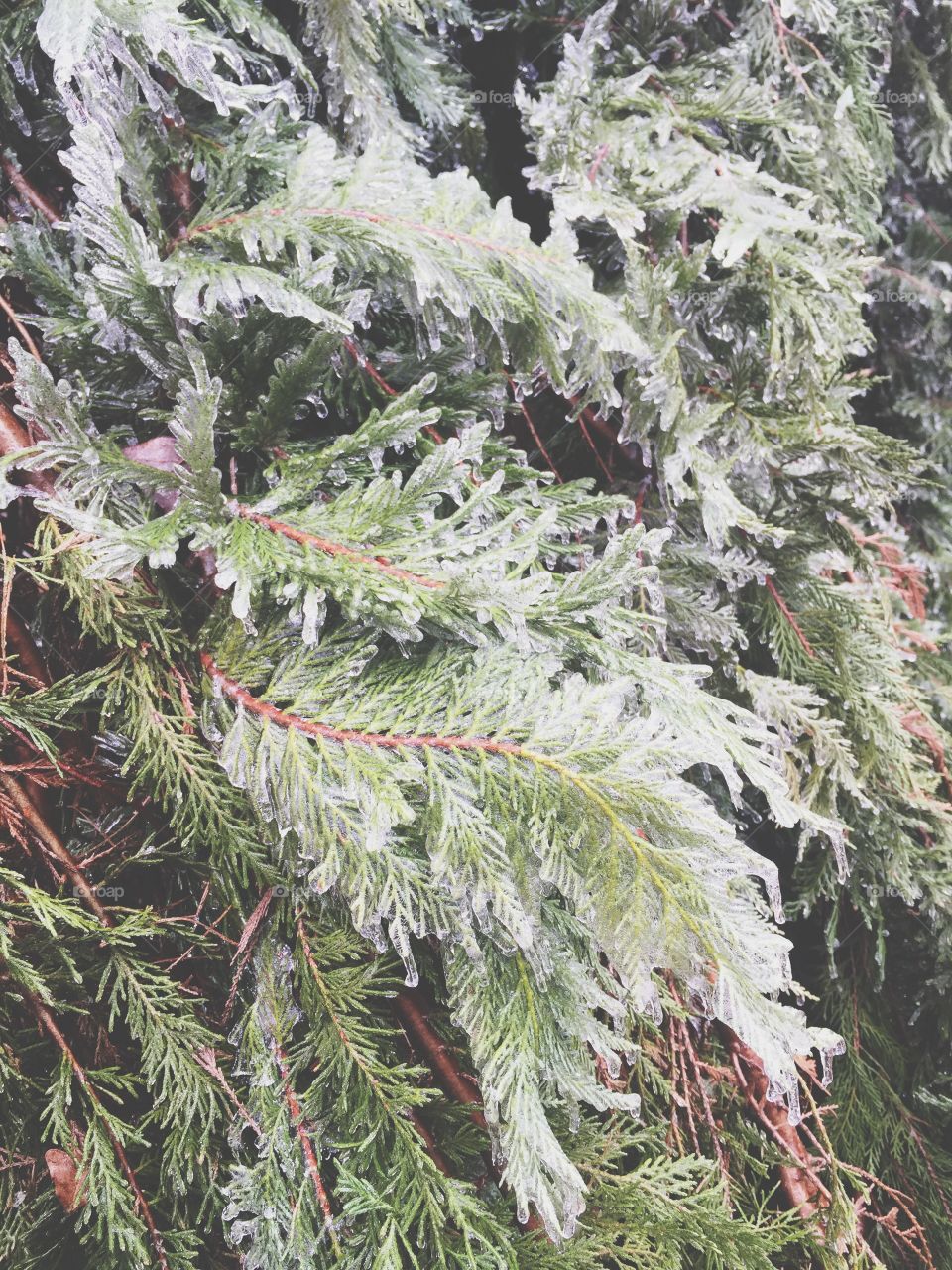 Tree, Winter, Evergreen, Season, Nature