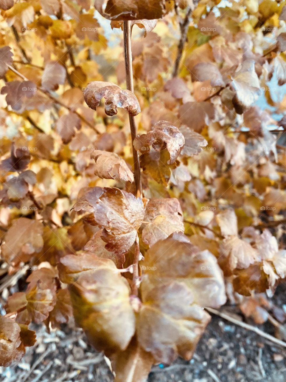 Falling plants is sign of evening 🍂