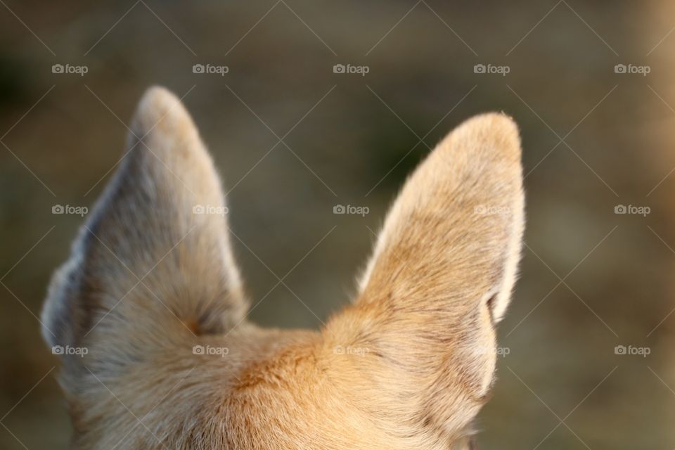 Chihuahua ears and back of head closeup 