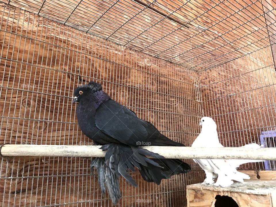 Fancy black purple fan tail pigeon 