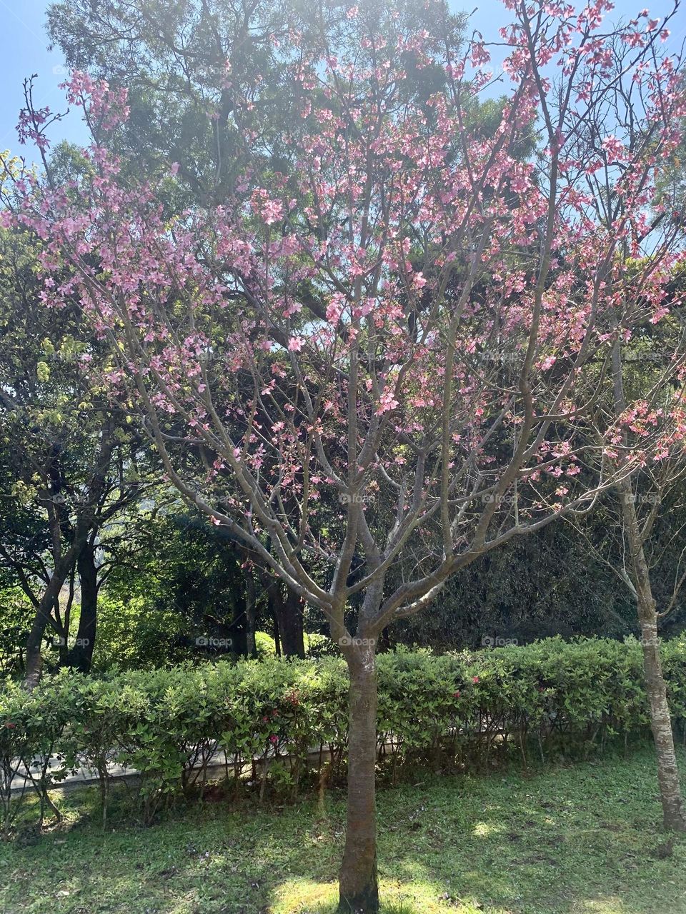 flower season - Yangmingshan National Park