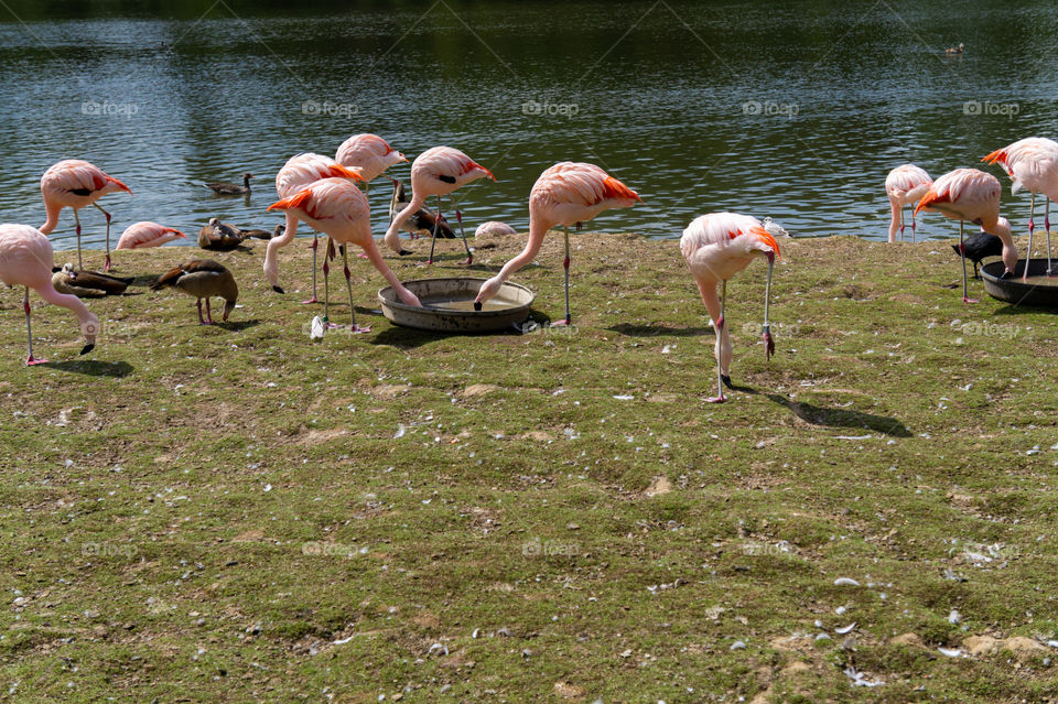 Flock of flamingo in front of a lake