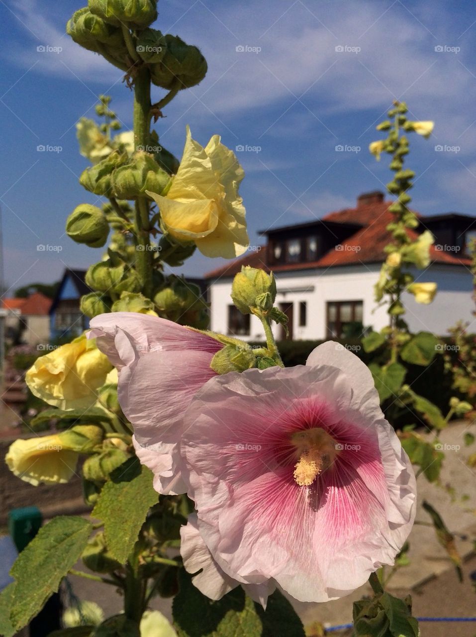 Hollyhocks