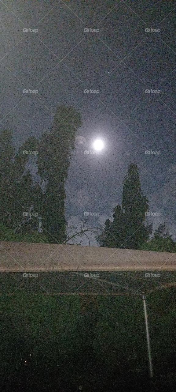 Full moon in sky between tall trees