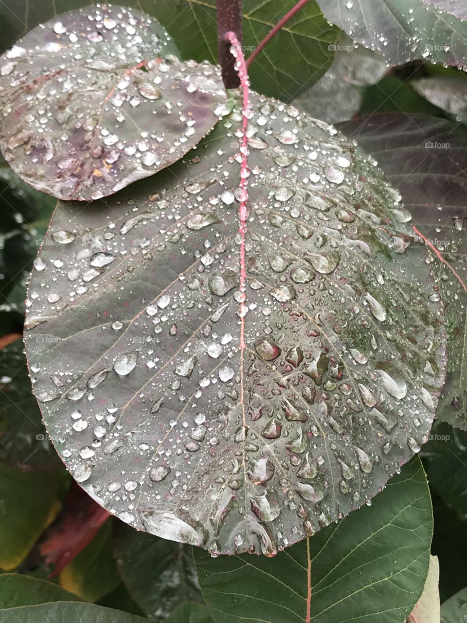 Dark green leaf with dew