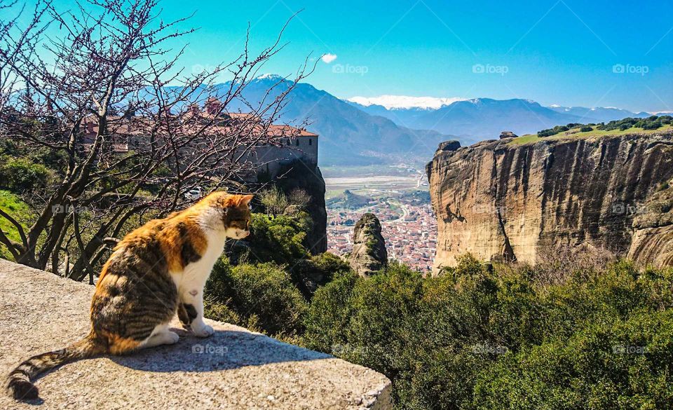 A cat over Meteora