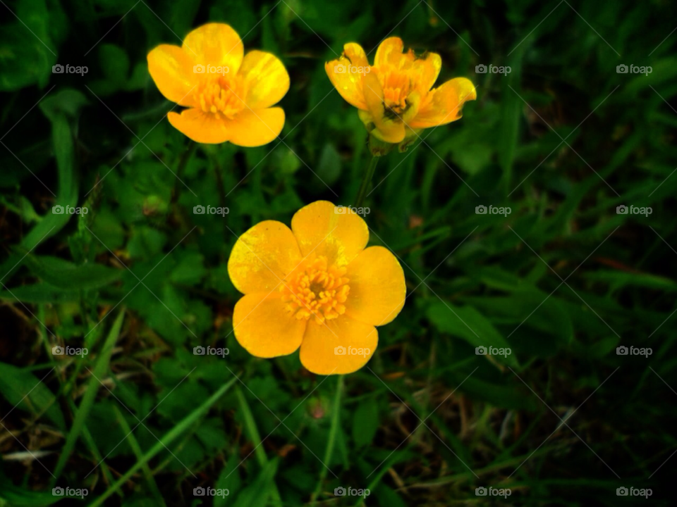 flowers pollen flower grass by jmh