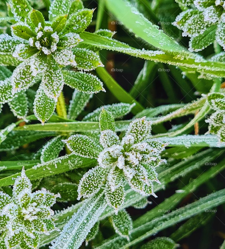 winter morning frost on vegetation
