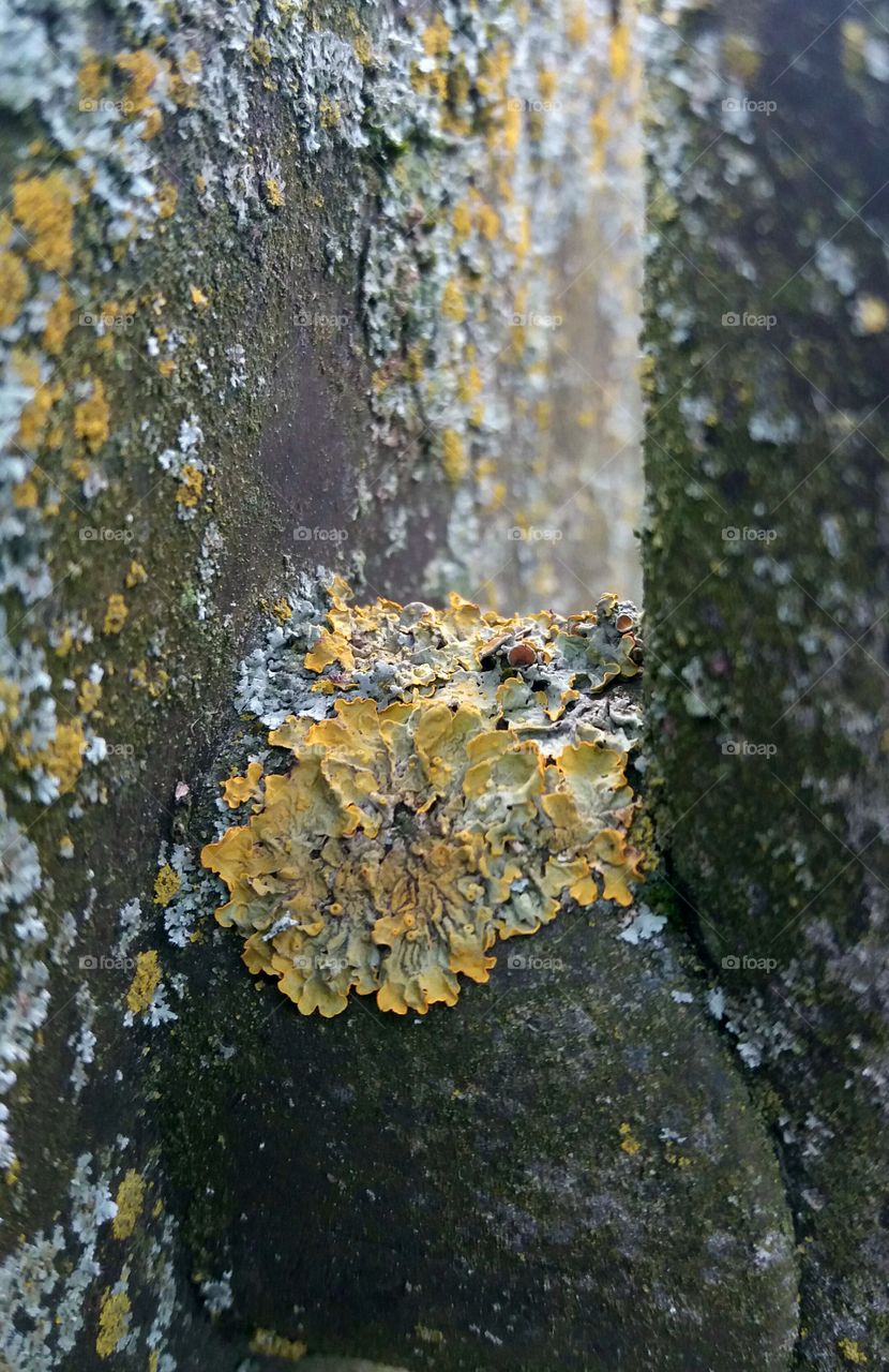 lichens