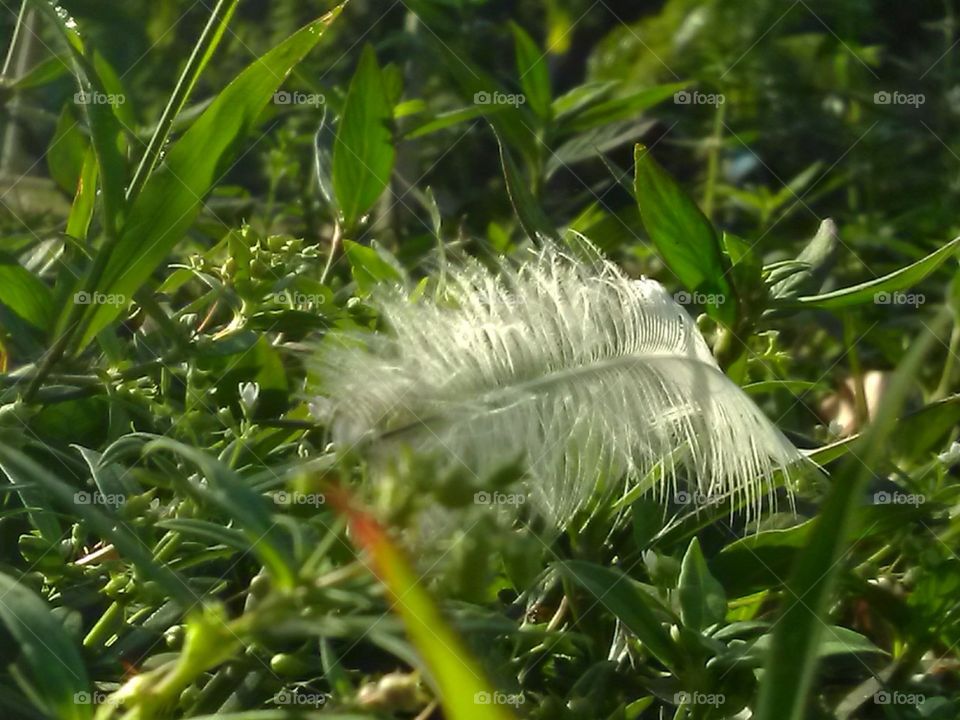 fair feather