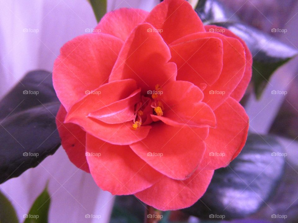 camellia