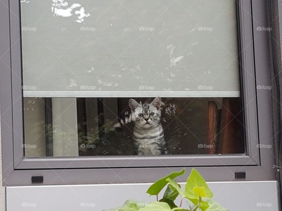 nice cat on the window