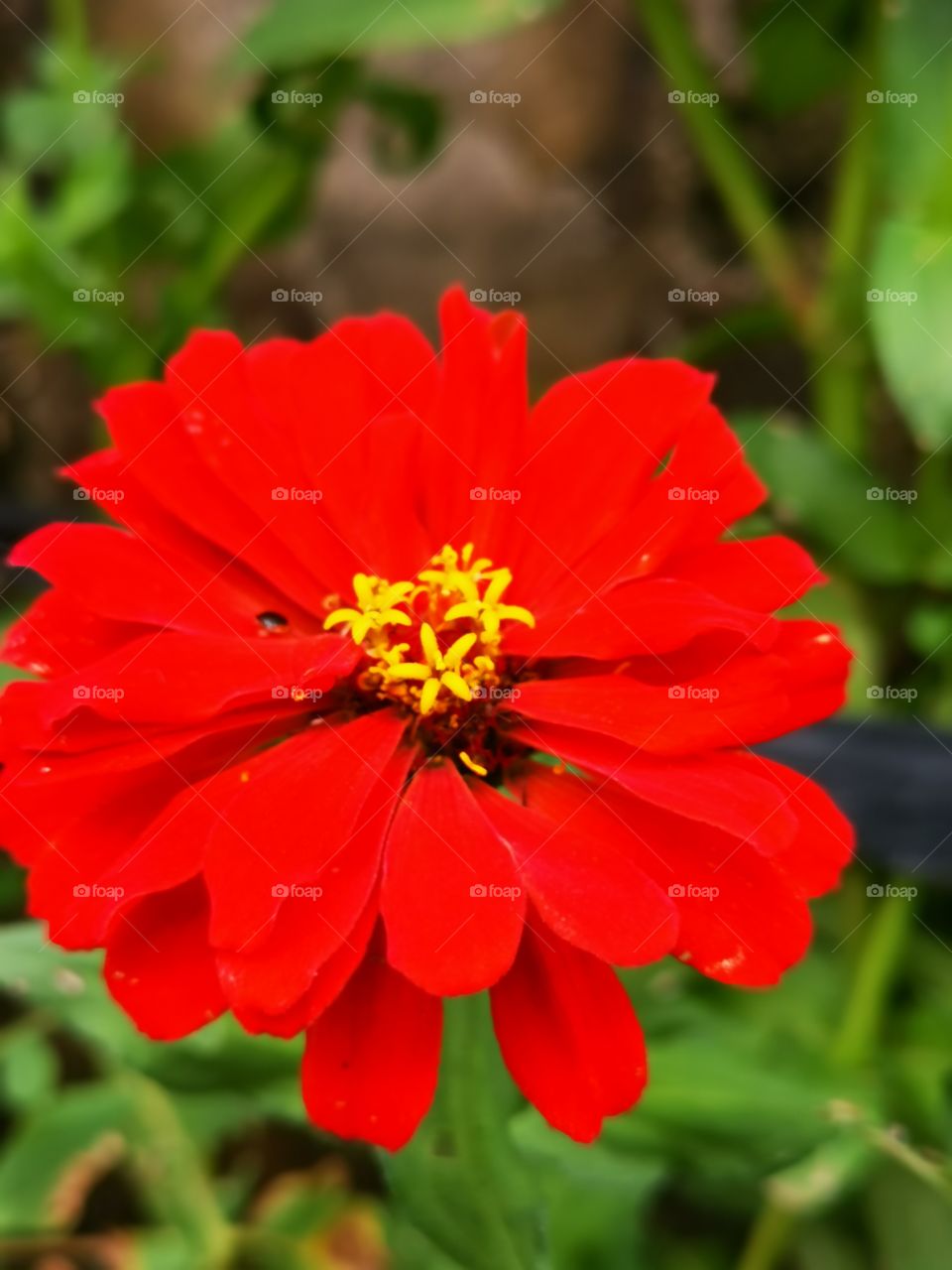Red Flowe