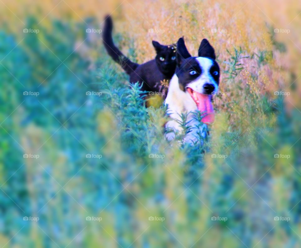 Black cat chasing dog in the thick of tall grass