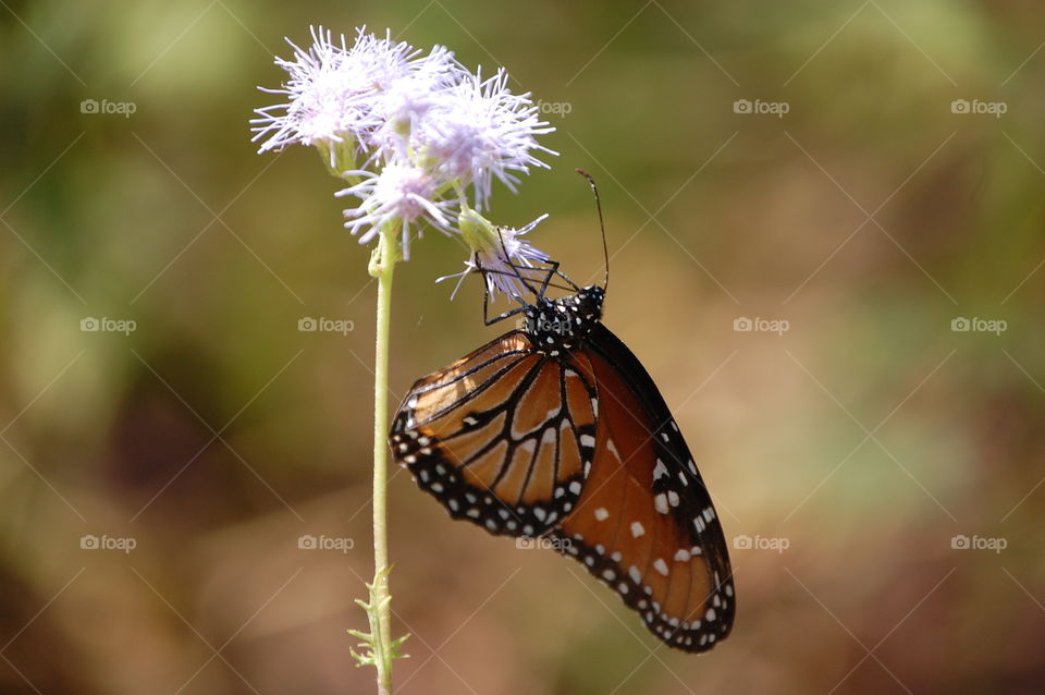 Monarch butterfly, Lady Bird Johnson wildflower center 