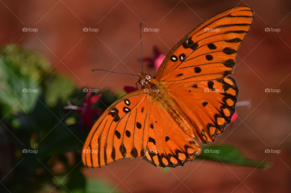 Orange butterfly