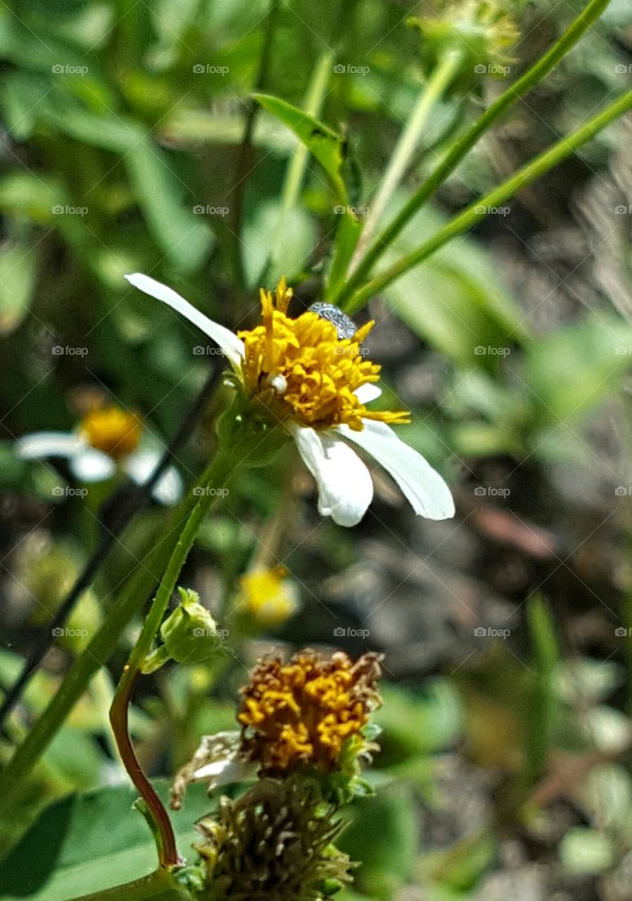 Nature, Flower, No Person, Flora, Leaf